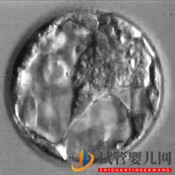 美國(guó)試管嬰兒這樣的囊胚才是極好的!(圖12)