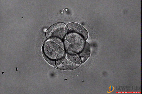 和田21個胚胎只養成3個囊胚咋回事？可能這些原因導致失敗(圖1)