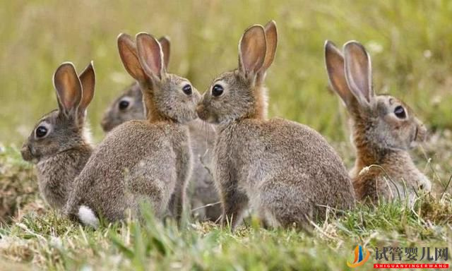 2023年兔寶寶出生在幾月旺父母？(圖1)