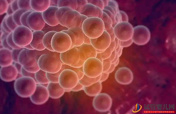 試管3pn胚胎原來是這個意思，好不好一目了然(圖1)