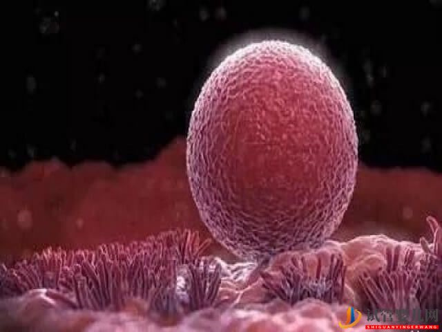 試管嬰兒宮外孕早期的征兆有哪些？(圖2)