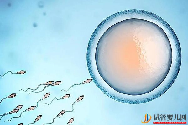 別糾結強陽當天or第二天要男孩(圖2)