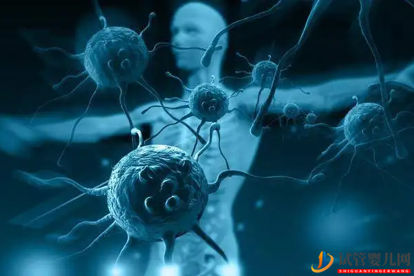 免疫系統有問題懷不上？做試管可以幫助解決(圖1)