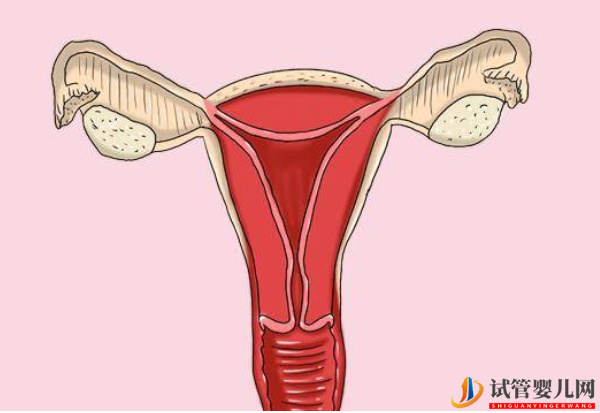 子宮內膜厚對試管的影響別忽視，要不要刮宮？(圖2)