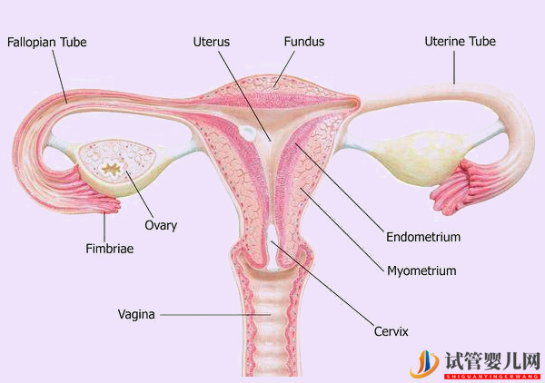 輸卵管堵塞影響試管成功率(圖2)