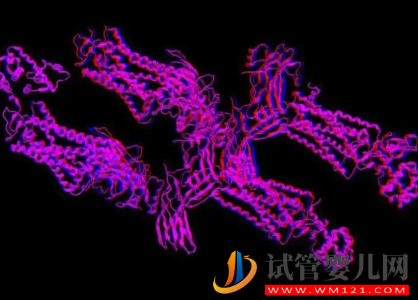 7號染色體異常真不是騙局，出現三體、偏多孩子會有這些疾病(圖2)