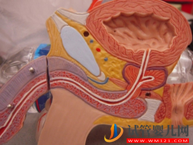 男人無精囊生小孩有望，國內該項技術可以實現孕育希望(圖1)