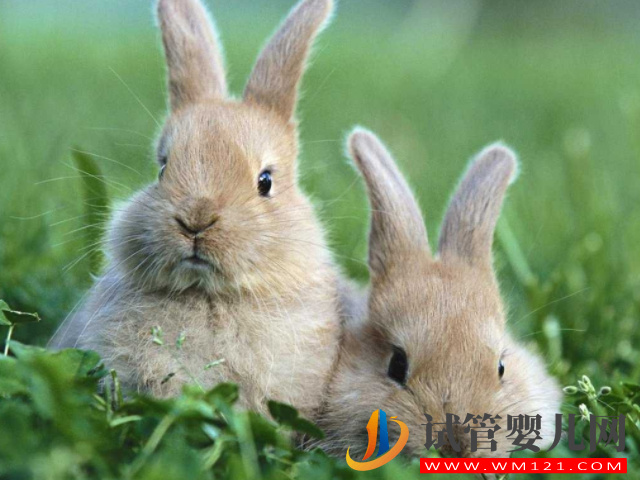 2023兔寶寶最忌諱出生月份盤點(diǎn)，想要命好就得這樣備孕(圖1)