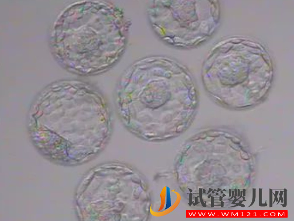 能養囊成功的都是優質胚胎不可信，質量差的同樣有幾率(圖1)