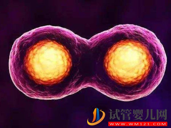 正常人能做試管生龍鳳胎嗎？需要什么身體條件？(圖1)