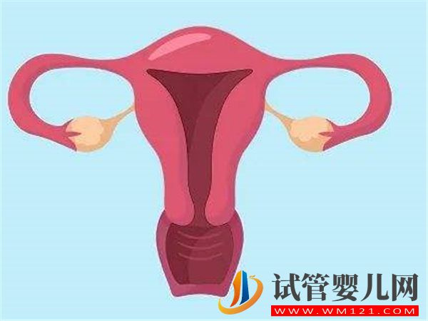 輕微腺肌癥對試管嬰兒囊胚移植影響有多大？(圖1)