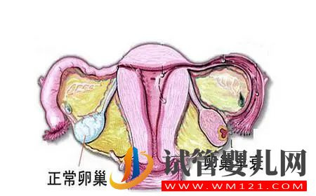 卵巢早衰備孕這么做!(圖1) 卵巢早衰備孕這么做(圖1)