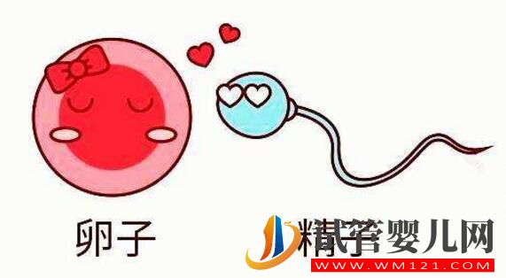 試管卵子質量不好怎么辦？(圖1)