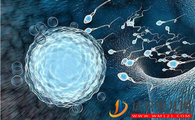 試管嬰兒是用老公的精子嗎？(圖3)