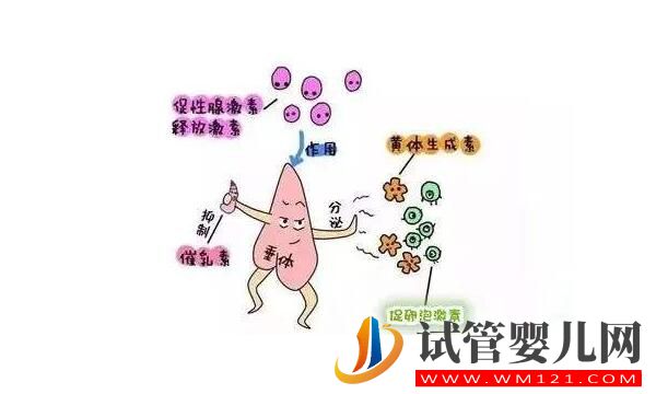 泌乳素高會影響做試管嬰兒嗎？如何比較好？(圖3)