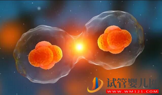 高齡備孕試管嬰兒如何提高成功率 需要做哪些調(diào)理工作(圖5) 高齡備孕試管嬰兒如何提高成功率 需要做哪些調(diào)理工作(圖5)