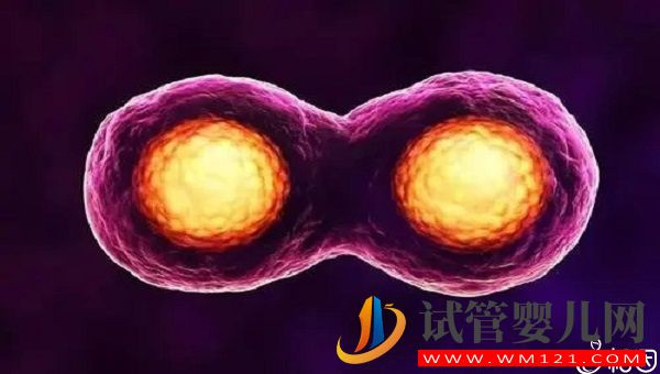 單卵雙胎發生在桑葚期是誰的功勞？(圖2)