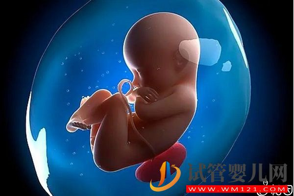 HC和AC標準值對照表參考，男女胎兒無明顯差異(圖2)