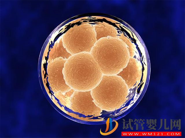 鮮胚和囊胚哪個變雙胎的幾率大？(圖1)