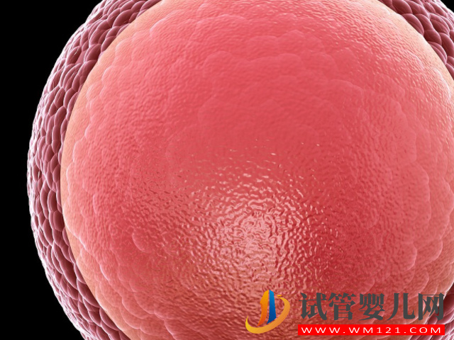 做試管移植一個鮮胚變成雙胞胎需要什么條件？(圖3)