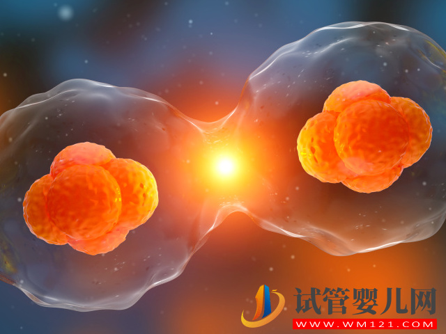 試管嬰兒中的“單卵雙胎”可不是好事,早產(chǎn)、畸形風險高(圖2) 試管嬰兒中的“單卵雙胎”可不是好事,早產(chǎn)、畸形風險高(圖2)