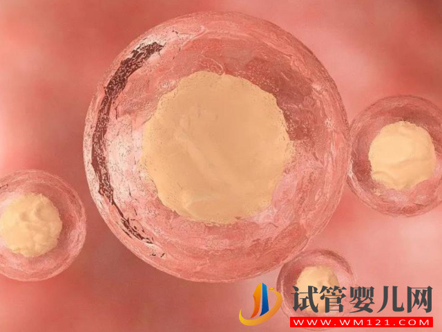 解謎懷雙胞胎的形成原理，附準媽媽日常注意事項(圖1)