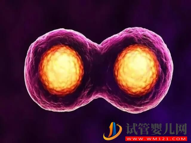 試管嬰兒雙胞胎龍鳳的幾率究竟有多大？(圖1)