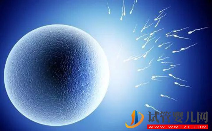 卵泡沒卵子不要慌，谷類食物來幫忙(圖1)