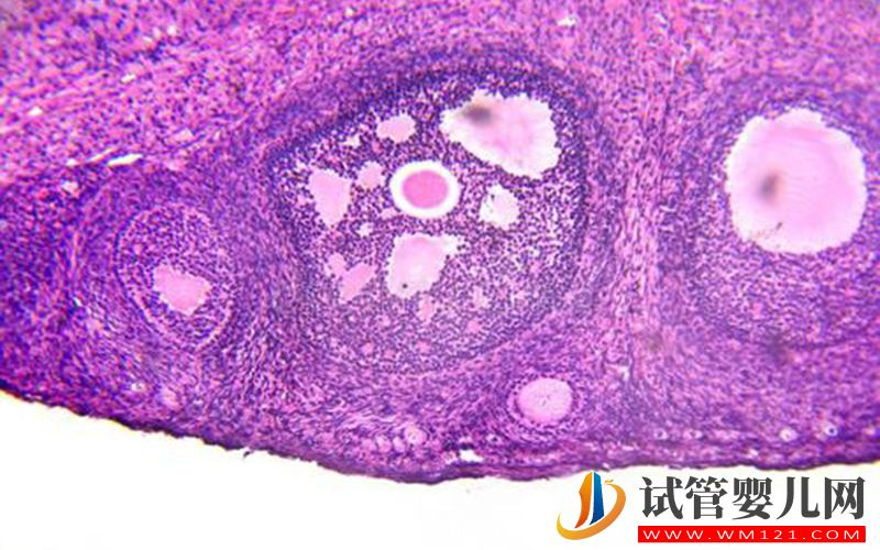 33歲卵巢amh值在多少才沒有問題?(圖1)