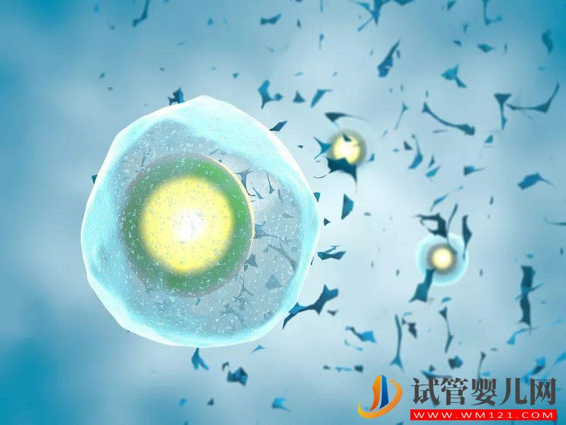 禁止單身女性冷凍卵子的原因已找到，不健康是首要因素(圖1)