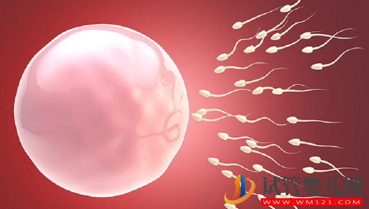 自然周期居然還有這些優(yōu)勢：卵泡質(zhì)量高的同時花費還少(圖2)