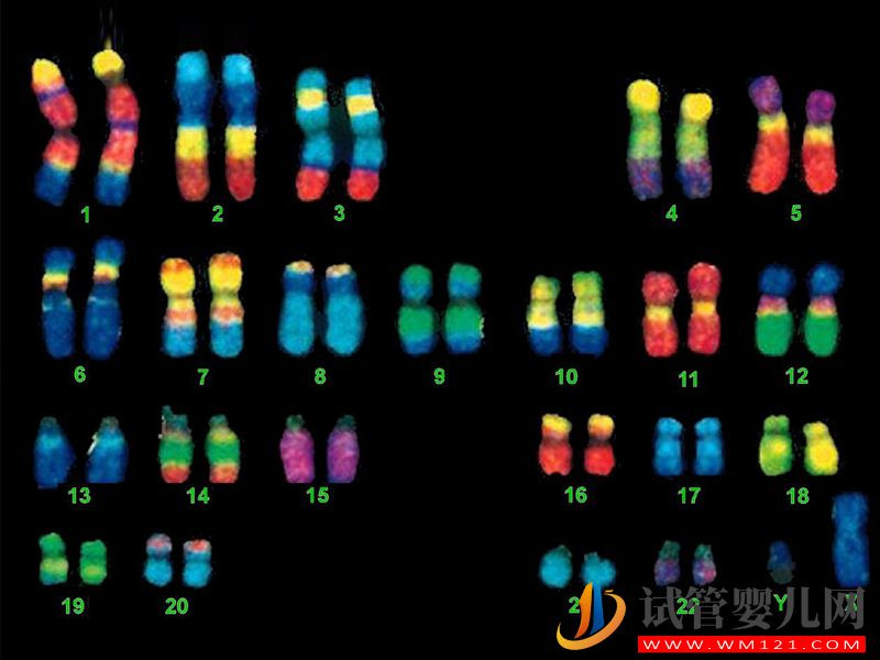 三代試管技術(shù)做染色體篩選就能生男孩純屬謠言(圖1)