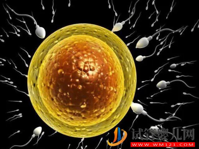 試管嬰兒拮抗劑促排卵方案的優缺點各有哪些？(圖2)