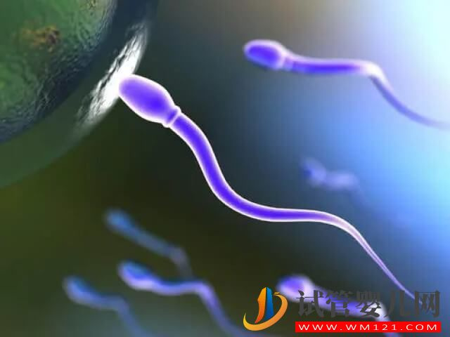 精子形態正常率只有2%能利用試管技術助孕嗎？(圖1)