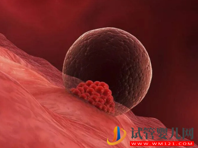一個囊胚最晚著床時間不超過14天，其中還伴有這些奇妙的感覺(圖1)