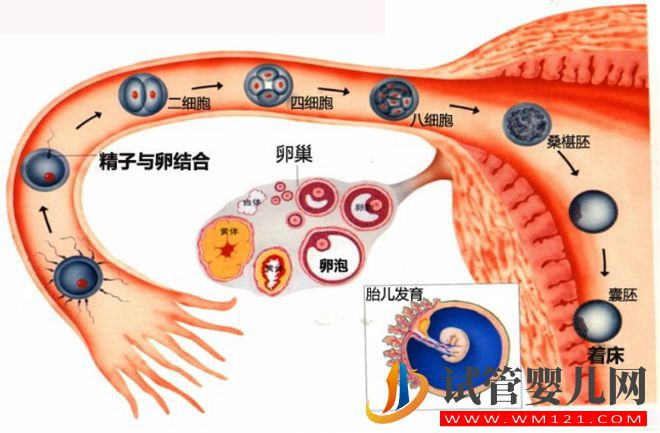 試管嬰兒技術走到了哪一步？(圖1)