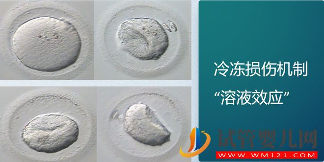 試管嬰兒技術走到了哪一步？(圖9)