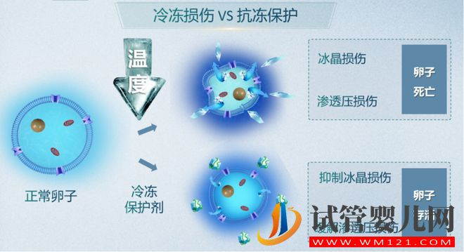 試管嬰兒技術走到了哪一步？(圖10)