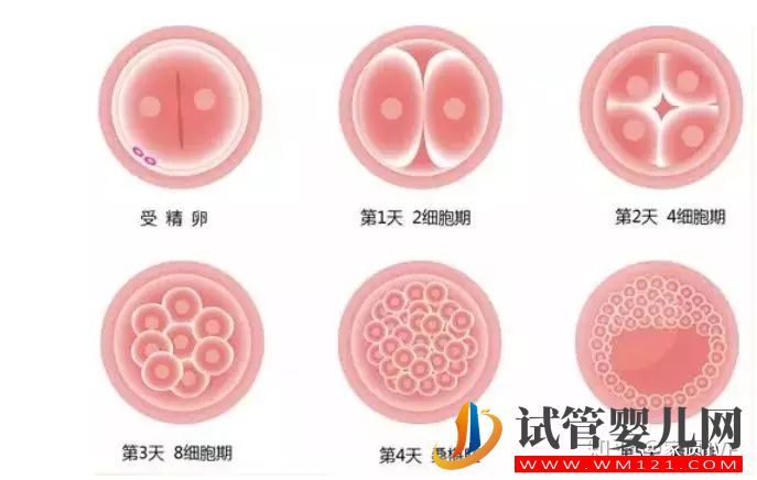 移植后驗孕,最快要等幾天(圖1)