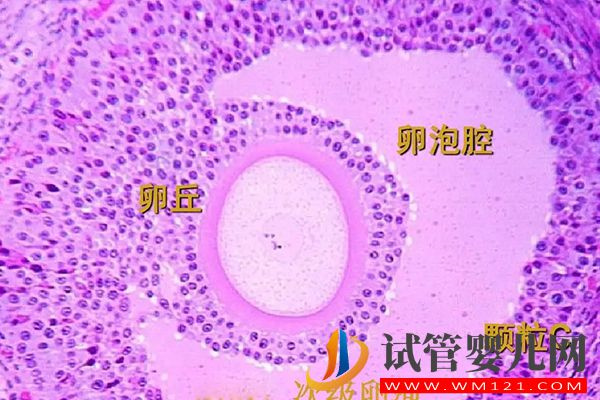 試管自然周期方案移植前要達標，按這個流程步驟做即可(圖3)