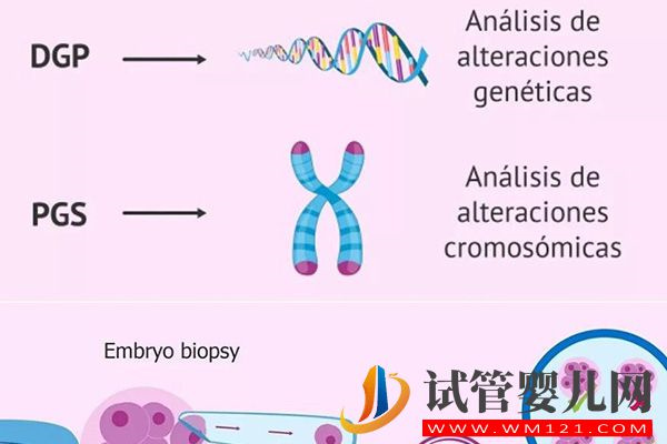 試管胎停率比自然受孕略高，染色體異常是主要原因(圖3)