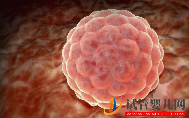 試管嬰兒鮮胚移植成功率高嗎？哪些情況不能移植鮮胚(圖3)