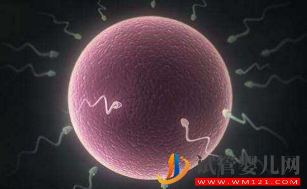 試管嬰兒鮮胚移植成功率高嗎？哪些情況不能移植鮮胚(圖4)