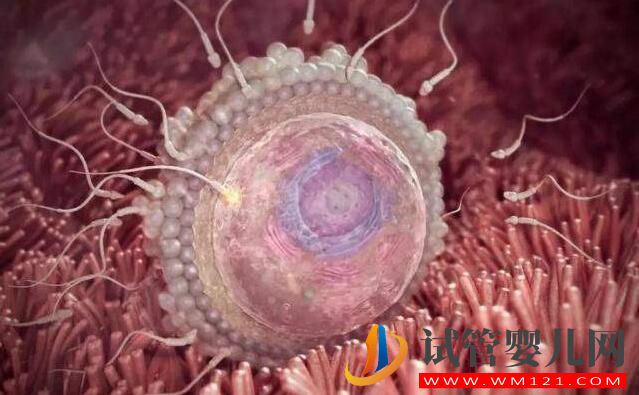 試管嬰兒養囊胚是什么樣的？什么樣的囊胚質量好？(圖3)