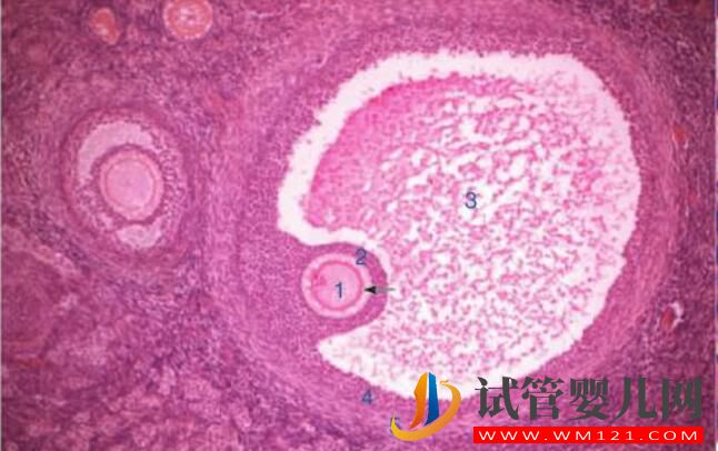 第三代試管PGD篩查疾病最全列表(圖4)