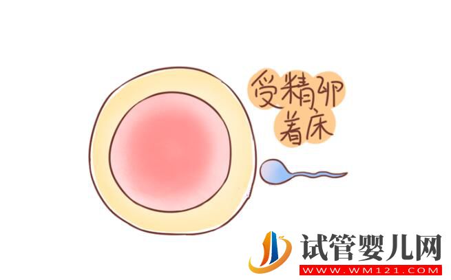 受精卵著床失敗會排出分泌物嗎？失敗的原因有哪些(圖2)