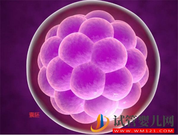 養囊成功卻3次移植囊胚失敗的原因有哪些(圖1)