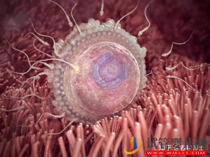 要不要養囊胚,如何提高養囊成功率(圖6)