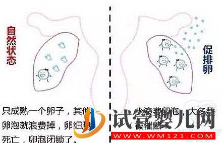 試管促排會對身體產生副作用嗎(圖1)