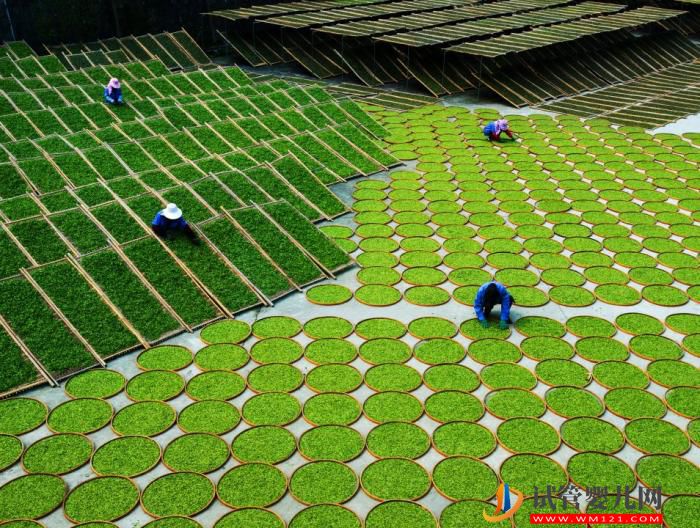 “中國傳統制茶技藝及其相關習俗”列入人類非遺代表作名錄(圖2)